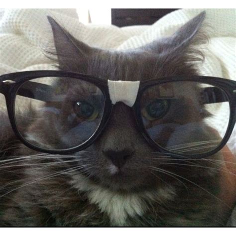 cat nerd meme|cat with nerd glasses meme.